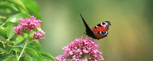 Preview wallpaper butterfly, insect, flowers, plant, macro, focus