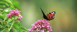 Preview wallpaper butterfly, insect, flowers, plant, macro, focus