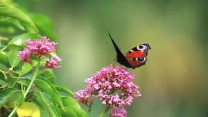 Preview wallpaper butterfly, insect, flowers, plant, macro, focus