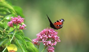 Preview wallpaper butterfly, insect, flowers, plant, macro, focus