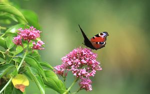 Preview wallpaper butterfly, insect, flowers, plant, macro, focus