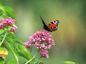 Preview wallpaper butterfly, insect, flowers, plant, macro, focus