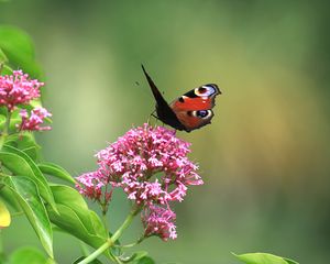 Preview wallpaper butterfly, insect, flowers, plant, macro, focus