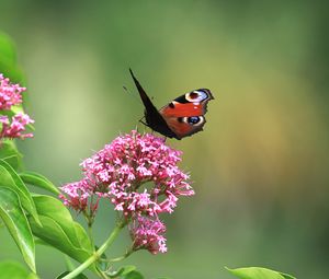 Preview wallpaper butterfly, insect, flowers, plant, macro, focus