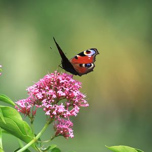 Preview wallpaper butterfly, insect, flowers, plant, macro, focus