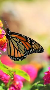 Preview wallpaper butterfly, insect, flowers, bright, macro