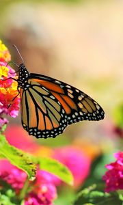 Preview wallpaper butterfly, insect, flowers, bright, macro