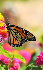 Preview wallpaper butterfly, insect, flowers, bright, macro