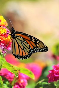 Preview wallpaper butterfly, insect, flowers, bright, macro