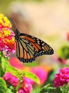 Preview wallpaper butterfly, insect, flowers, bright, macro