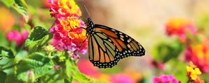 Preview wallpaper butterfly, insect, flowers, bright, macro