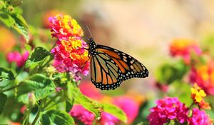 Preview wallpaper butterfly, insect, flowers, bright, macro