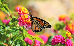 Preview wallpaper butterfly, insect, flowers, bright, macro