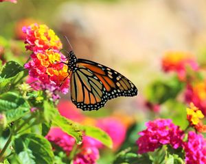 Preview wallpaper butterfly, insect, flowers, bright, macro