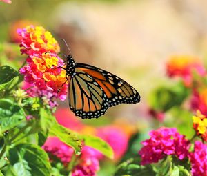Preview wallpaper butterfly, insect, flowers, bright, macro