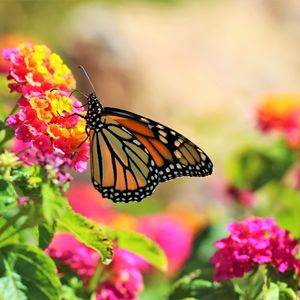 Preview wallpaper butterfly, insect, flowers, bright, macro