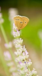 Preview wallpaper butterfly, insect, flowers, macro, light