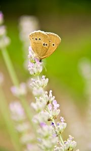 Preview wallpaper butterfly, insect, flowers, macro, light