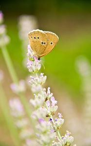 Preview wallpaper butterfly, insect, flowers, macro, light