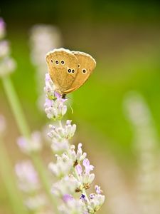 Preview wallpaper butterfly, insect, flowers, macro, light