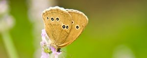 Preview wallpaper butterfly, insect, flowers, macro, light