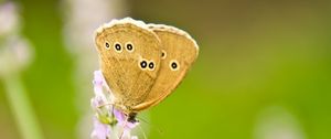 Preview wallpaper butterfly, insect, flowers, macro, light