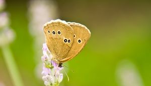 Preview wallpaper butterfly, insect, flowers, macro, light