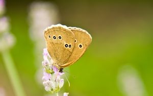 Preview wallpaper butterfly, insect, flowers, macro, light