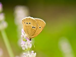 Preview wallpaper butterfly, insect, flowers, macro, light