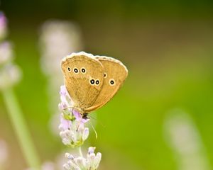 Preview wallpaper butterfly, insect, flowers, macro, light