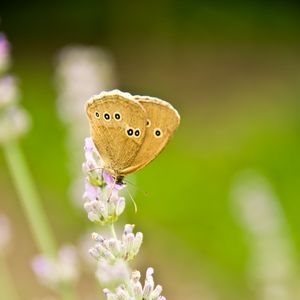 Preview wallpaper butterfly, insect, flowers, macro, light