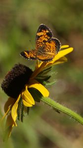 Preview wallpaper butterfly, insect, flowers, petals, yellow, macro