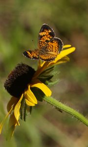 Preview wallpaper butterfly, insect, flowers, petals, yellow, macro