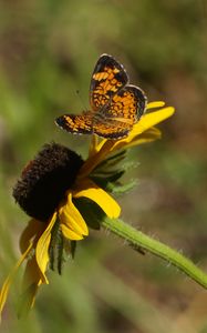 Preview wallpaper butterfly, insect, flowers, petals, yellow, macro