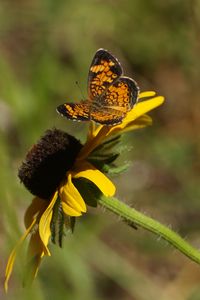 Preview wallpaper butterfly, insect, flowers, petals, yellow, macro