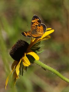 Preview wallpaper butterfly, insect, flowers, petals, yellow, macro