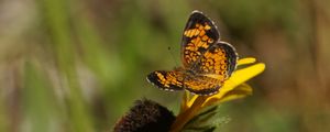 Preview wallpaper butterfly, insect, flowers, petals, yellow, macro