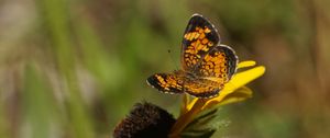 Preview wallpaper butterfly, insect, flowers, petals, yellow, macro