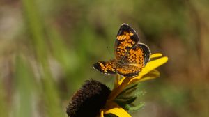 Preview wallpaper butterfly, insect, flowers, petals, yellow, macro