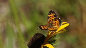 Preview wallpaper butterfly, insect, flowers, petals, yellow, macro