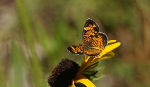 Preview wallpaper butterfly, insect, flowers, petals, yellow, macro