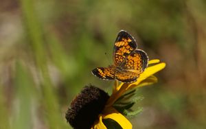 Preview wallpaper butterfly, insect, flowers, petals, yellow, macro