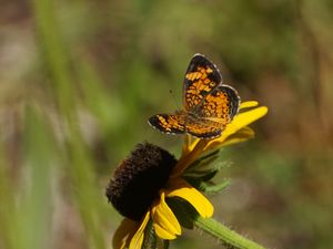 Preview wallpaper butterfly, insect, flowers, petals, yellow, macro