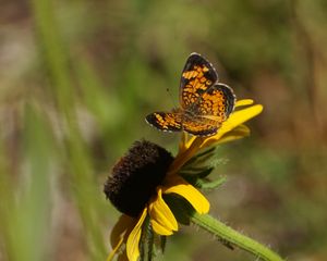 Preview wallpaper butterfly, insect, flowers, petals, yellow, macro