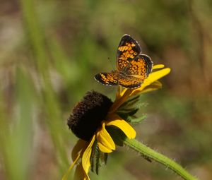 Preview wallpaper butterfly, insect, flowers, petals, yellow, macro