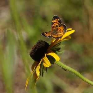 Preview wallpaper butterfly, insect, flowers, petals, yellow, macro