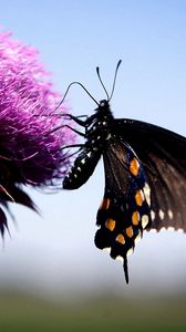 Preview wallpaper butterfly, insect, fly, flower, plant