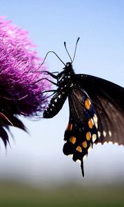 Preview wallpaper butterfly, insect, fly, flower, plant