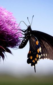 Preview wallpaper butterfly, insect, fly, flower, plant