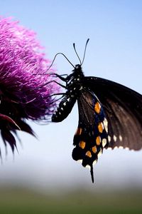 Preview wallpaper butterfly, insect, fly, flower, plant